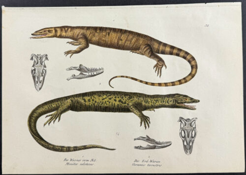 Monitor Lizard