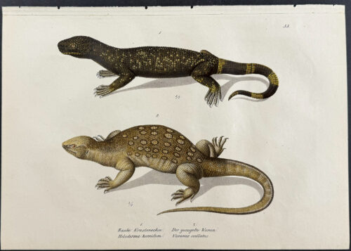 Lizards