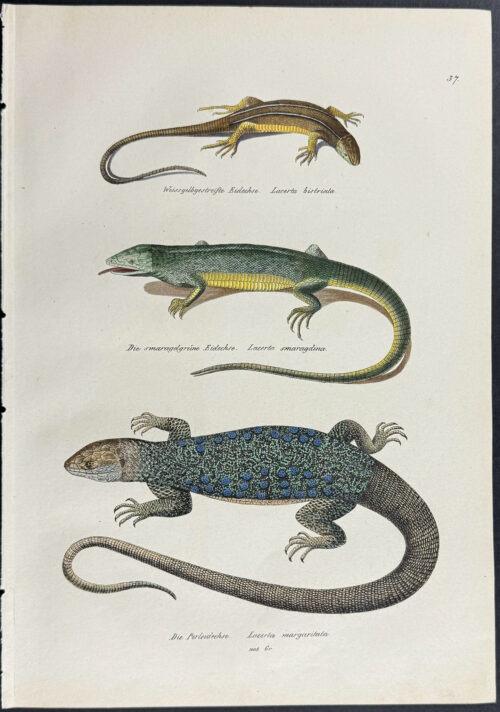 Lizards