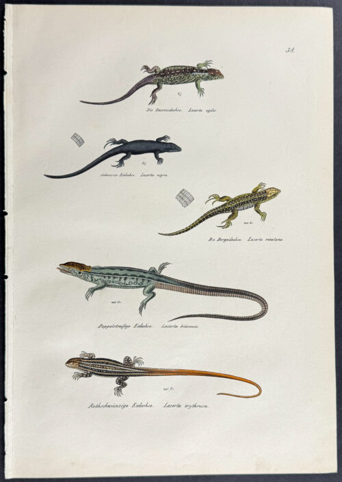 Lizards
