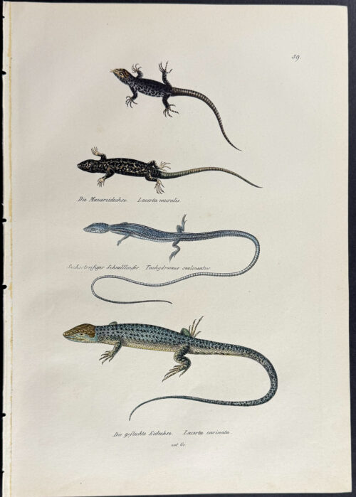 Lizards