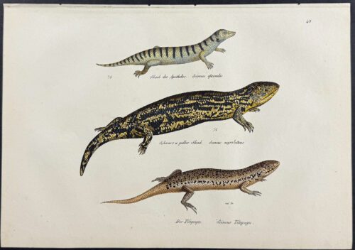 Lizards