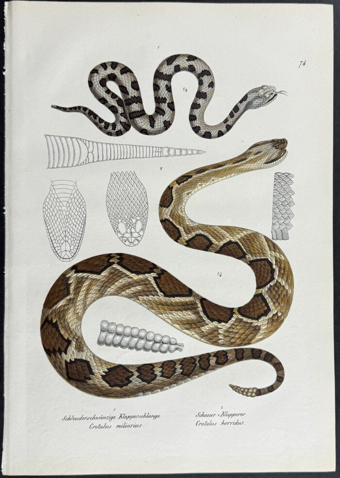 Rattlesnake