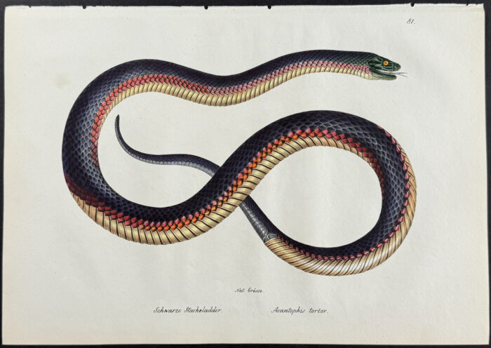Common Death Adder (Venomous Snake)