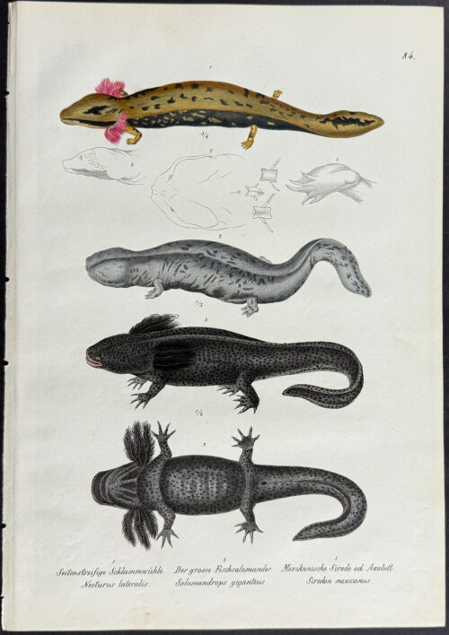 Axolotl, Salamander