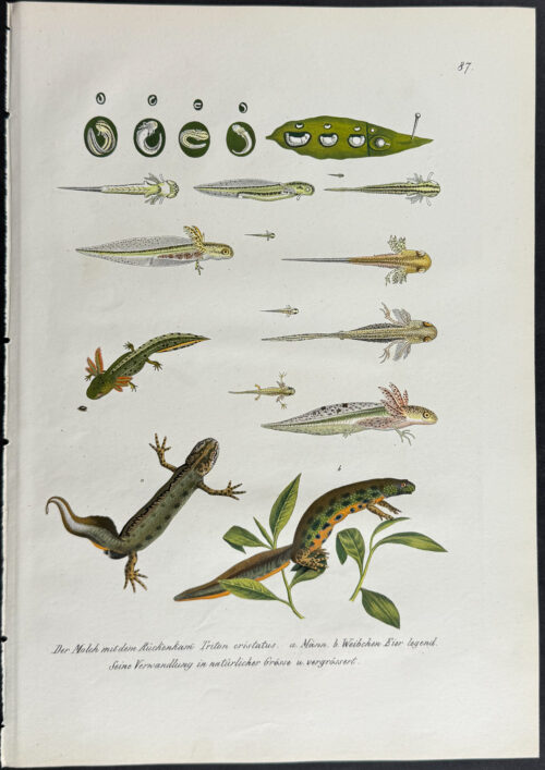 Newt Life Cycle