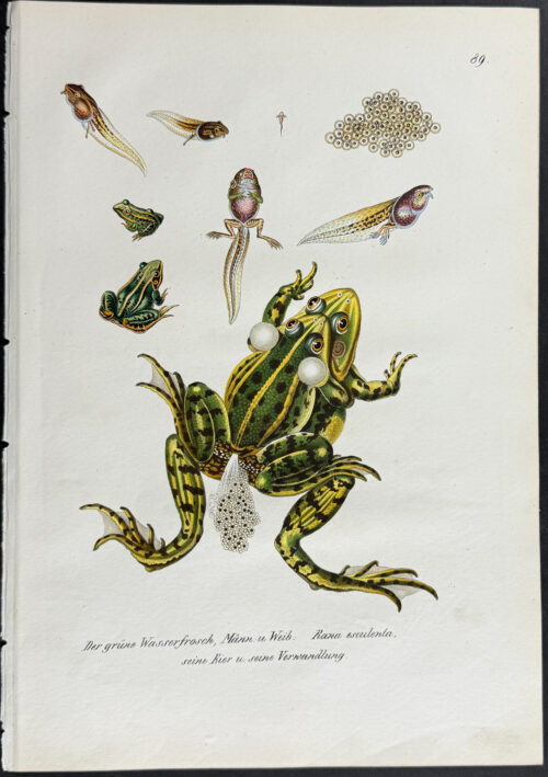 Frog Life Cycle