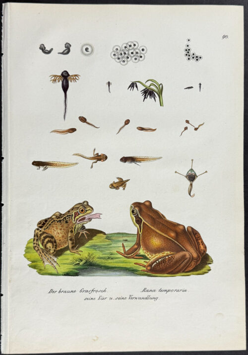 Frog Life Cycle