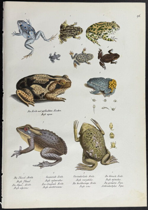 Frogs or Toads