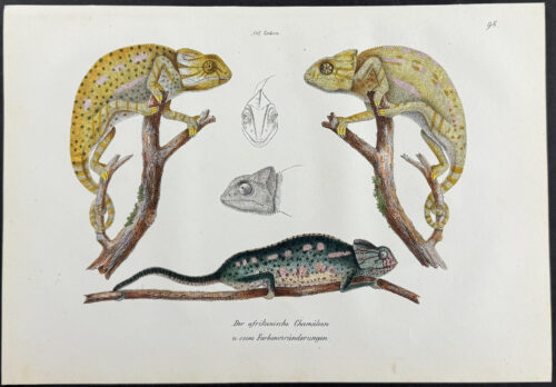 Chameleon