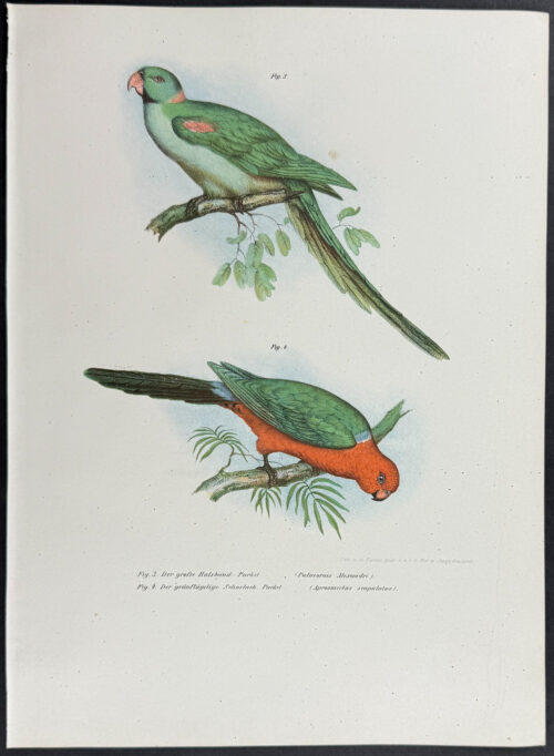 Parrots