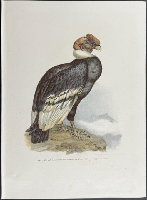 Andean Condor