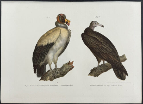 Vultures