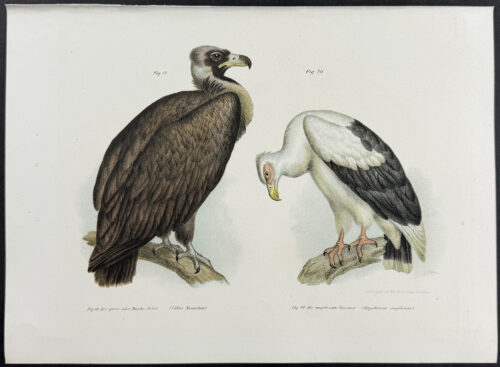 Vultures