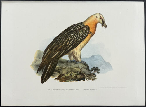 Bearded Vulture