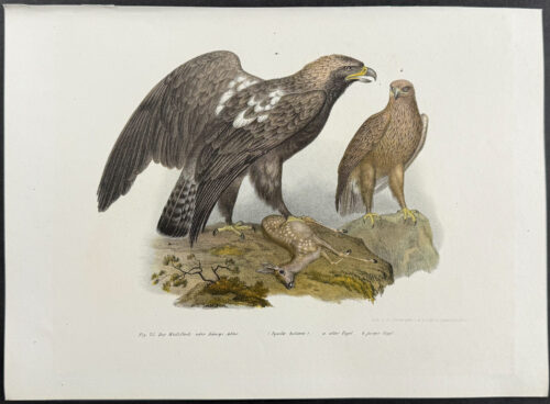 Eagle