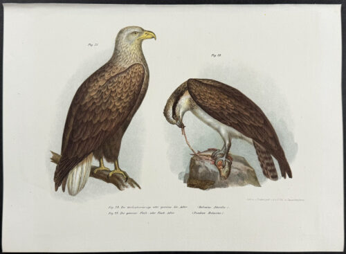 Birds of Prey