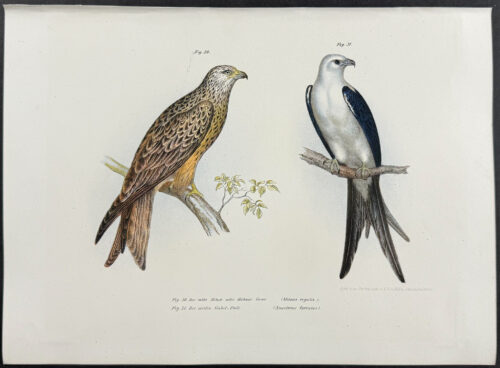 Birds of Prey