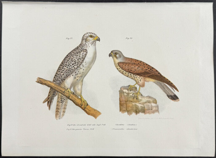 Birds of Prey