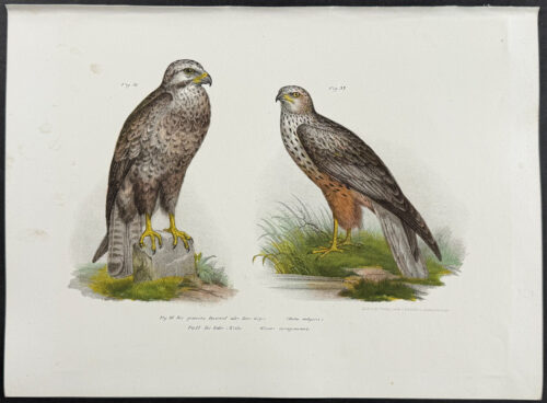 Birds of Prey