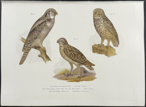 Owls
