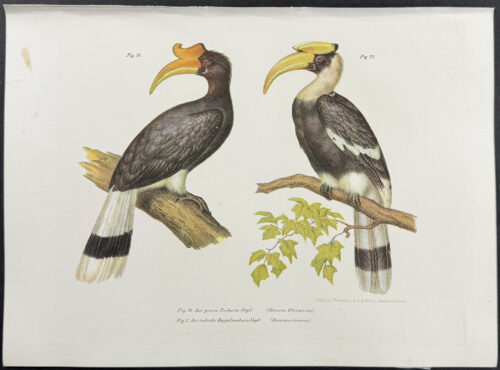 Hornbill