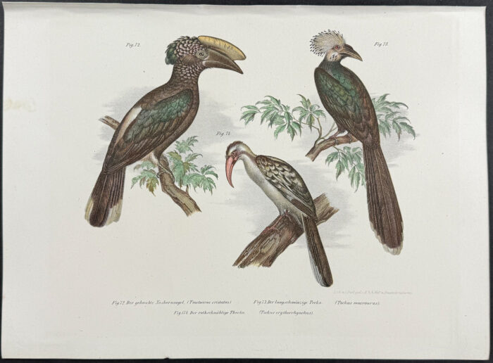 Hornbill