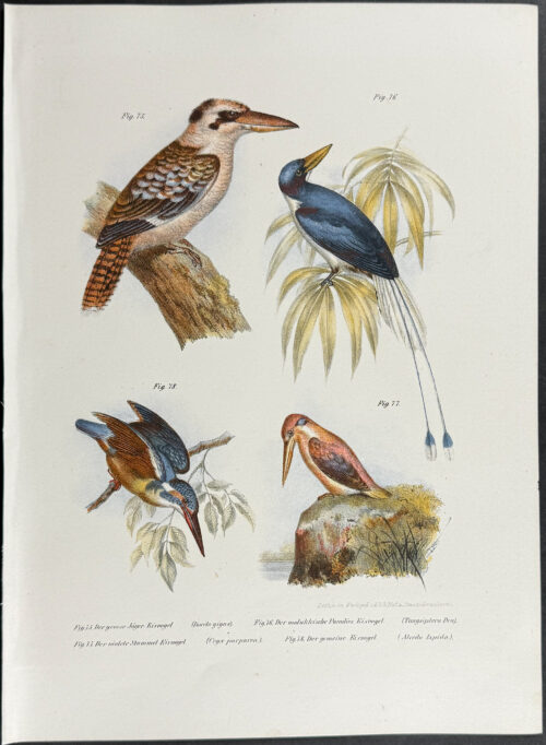Kingfisher