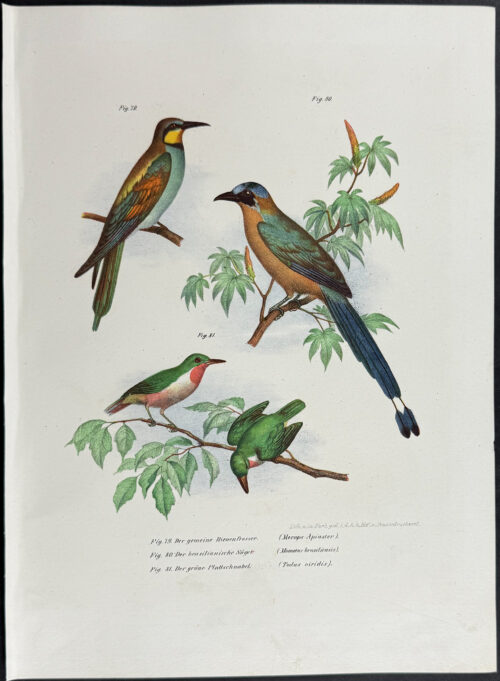 Bee Eater, Motmot, Tody