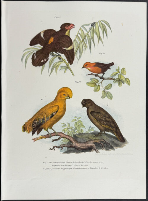 Cock of the Rock, Broadbill