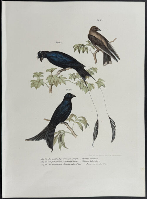 Drongo