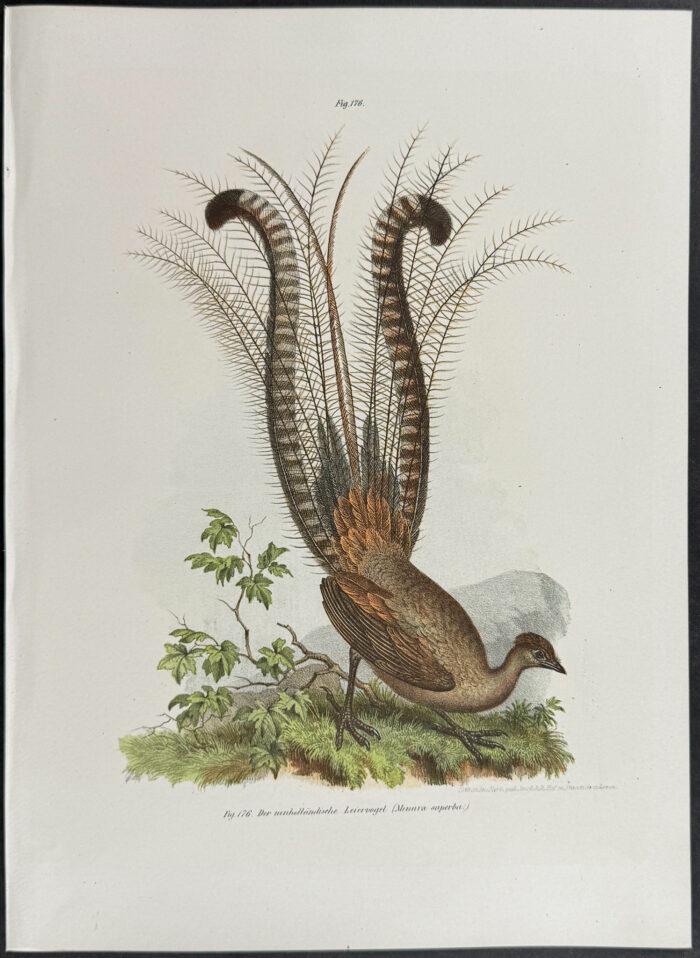 Lyre Bird