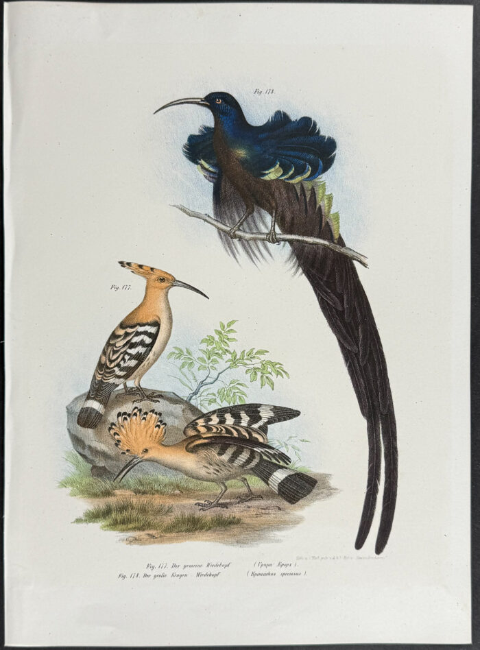 Bird of Paradise, Hoopoe