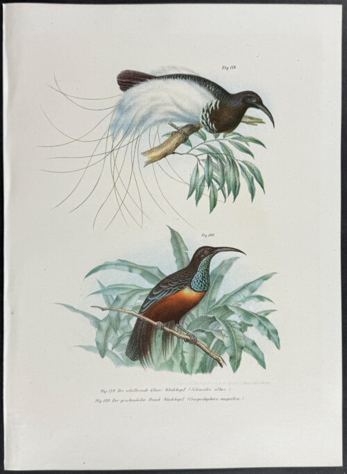 Bird of Paradise