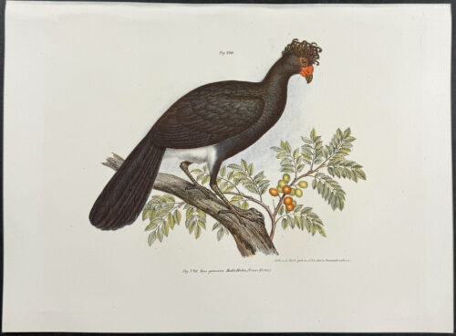 Curassow