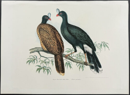 Curassow