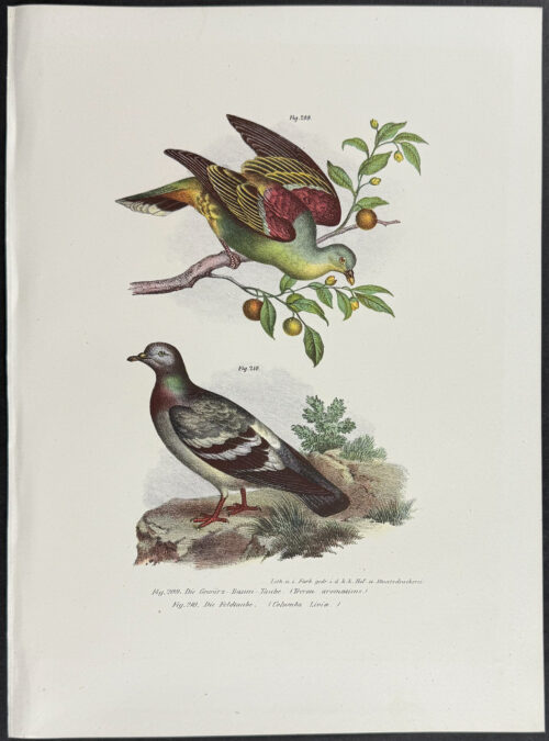 Dove or Pigeon