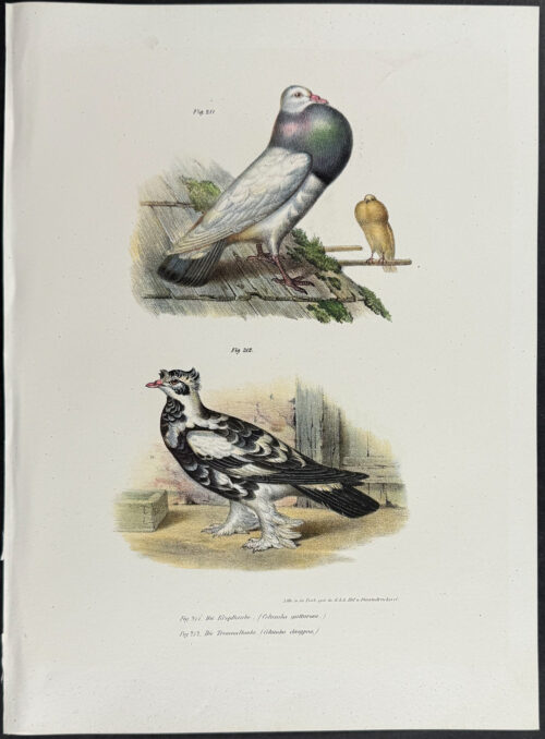 Dove or Pigeon
