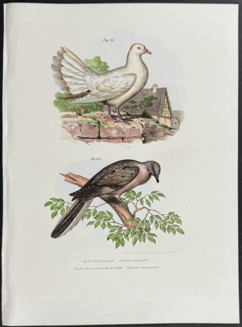 Dove or Pigeon