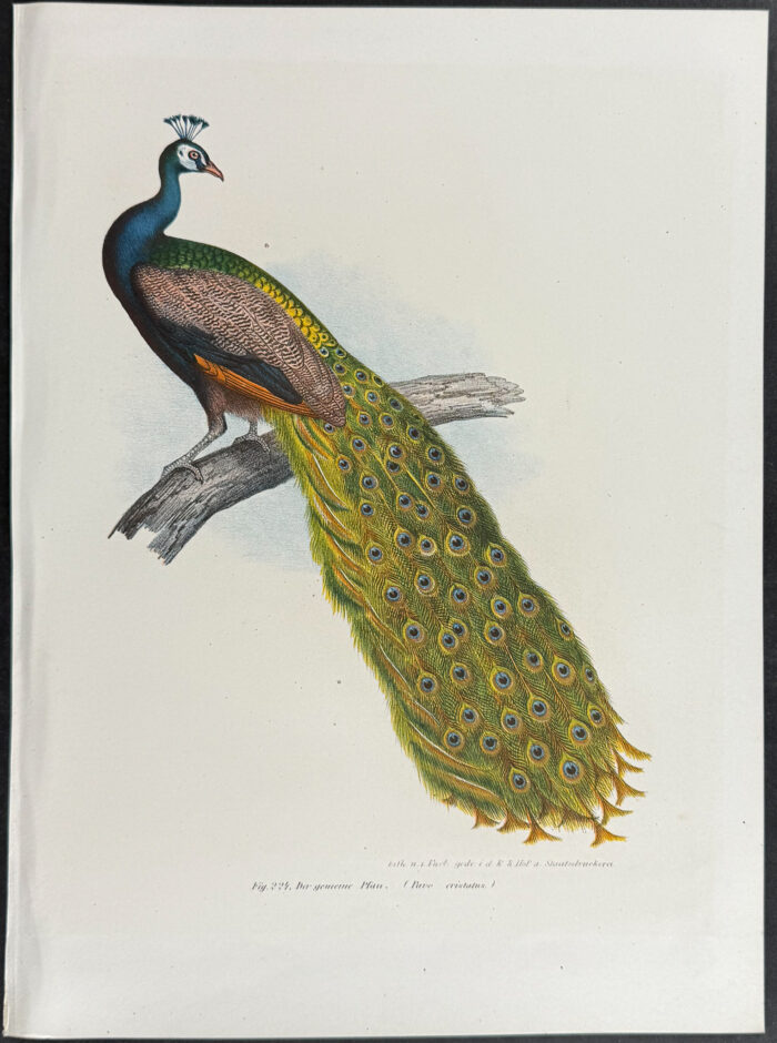 Peacock
