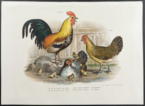 Chickens or Roosters