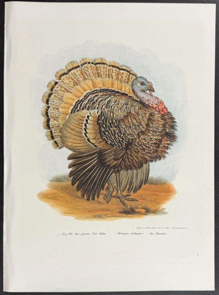 Turkey