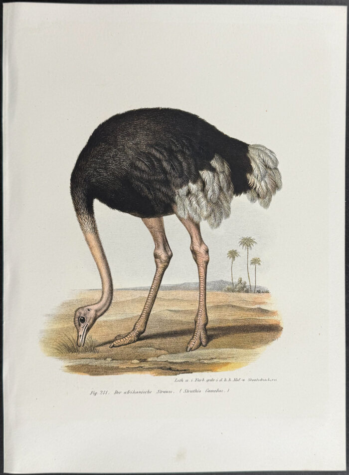 Ostrich