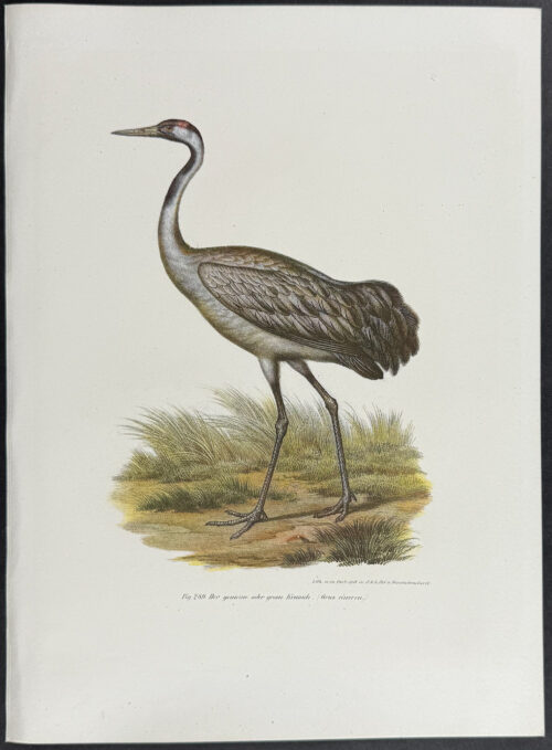 Common Crane