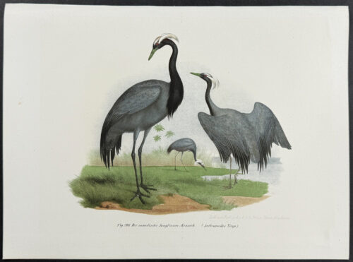 Demoiselle Crane