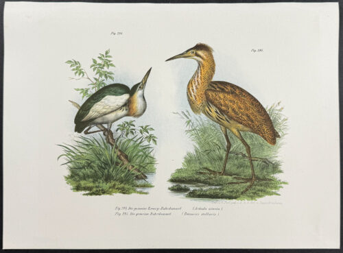 Boat Heron, Eurasian Bittern
