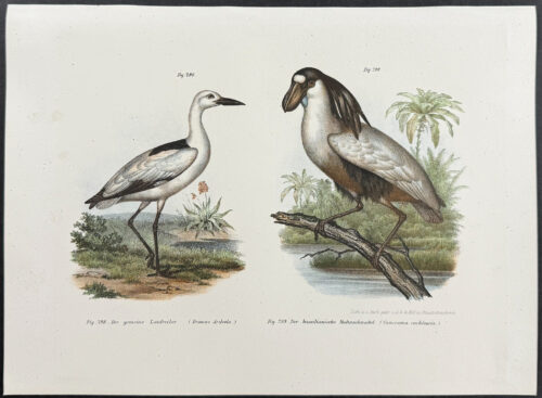 Boat-billed Heron, Crab-plover