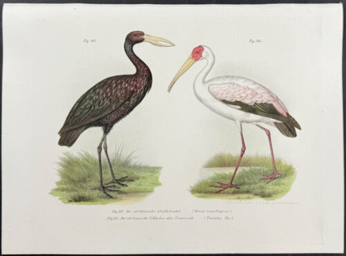 African Openbill, Gangetic Ibis