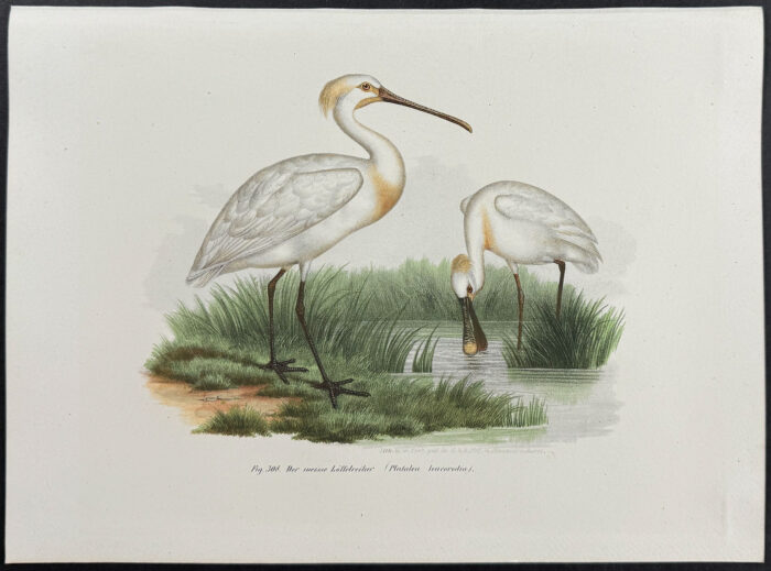 Spoonbill