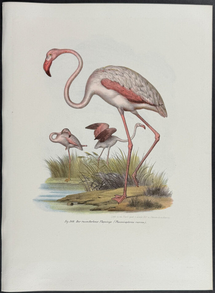 Flamingo